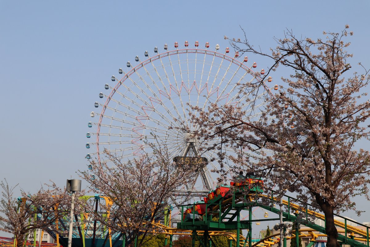 Cherry blossoms,Ferris wheel,roller coaster